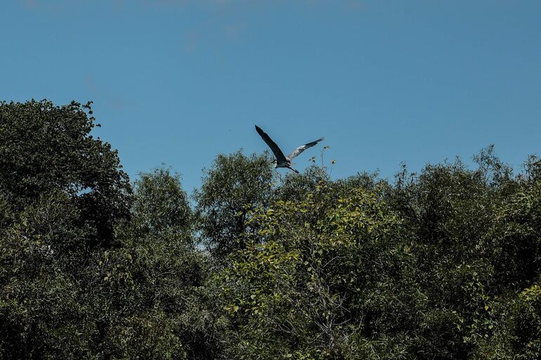 Fotografía de la flora y fauna en el rio Uruguay, en la Provincia de Entre Ríos (Argentina). 