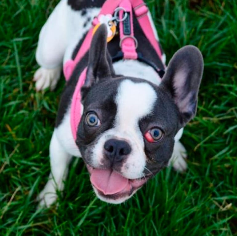 El tercer párpado o membrana nictitante, es una membrana de tejido conjuntivo que protege los ojos de los perros. Generalmente no es visible, pero si el animal está enfermo o el ojo se ve en peligro ante algún factor extraño o una enfermedad sistémica, se activa.