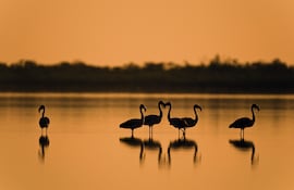 Lagunas saladas del Chaco.