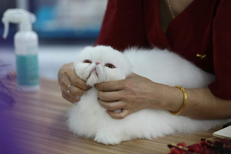Un gato de hermoso pelaje blanco.