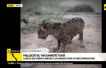 Falleció el yaguareté Tosã