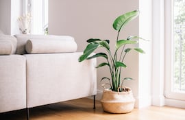 Un estilo minimalista implica una forma de vida que se concentra en lo esencial. Es decir, en pocas posesiones. Y eso de forma voluntaria. "La tendencia al mobiliario y la decoración minimalista surgió a fines de los 90 como movimiento contrario a la opulencia", dice Oona Horx Strathern, del Instituto del Futuro de Alemania.