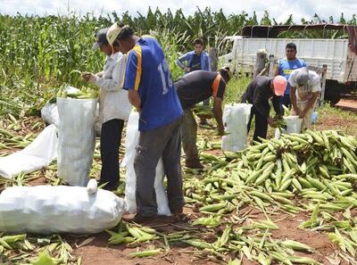 Un grupo de agricultores cuando cosechaba choclo de maíz.