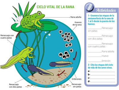 Ciclo de vida de los seres vivos