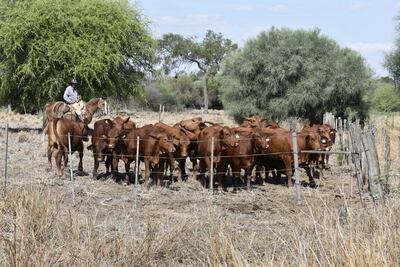En varias zonas de la Región Occidental sigue la sequía, las pasturas aún no se recuperan.