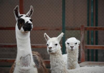 Fotografía de la llama "Tito" (i), en compañía de dos alpacas, durante una presentación a la prensa en el Instituto Nacional de Salud (INS), en Lima (Perú).