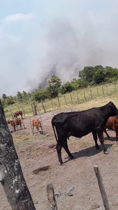 Animales vacunos en un corral y de fondo se ve el humo del incendio de pastizales y montes, en el departamento de Ñeembucú.