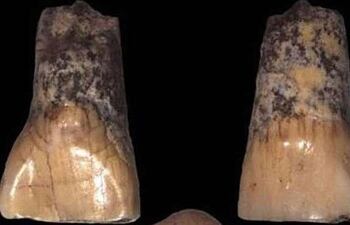 Un equipo británico de científicos ha obtenido el ADN humano más antiguo encontrado jamás en el Reino Unido y corresponde a dos grupos distintos de individuos que emigraron a las islas británicas en el Paleolítico, al final de la última edad de hielo.