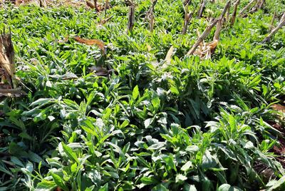 Si el productor no realiza la desecación de cultivos y control de malezas a tiempo, no solo será más difícil el control de las malas hierbas, sino que le será más costoso.