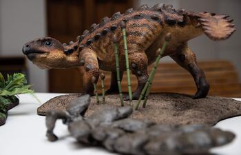 Un modelo de la nueva especie de dinosaurio acorazado descubierta por investigadores de la Universidad de Chile, durante un evento ante la prensa, en Santiago (Chile).