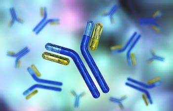 Los niños infectados con covid-19 desarrollan anticuerpos naturales circulantes que duran al menos siete meses.