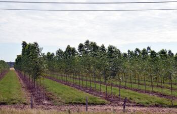 Cultivos de eucalipto en la zona de Maciel del departamento de Caazapá. Son una fuente de ingreso para numerosos habitantes de la zona.