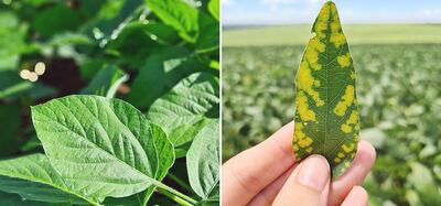 A la izquierda una hoja sana y bien nutrida, a la derecha una hoja enferma.