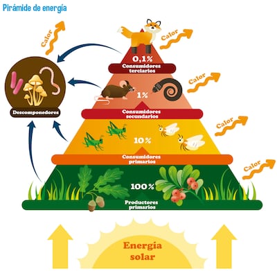 Pirámide de energía