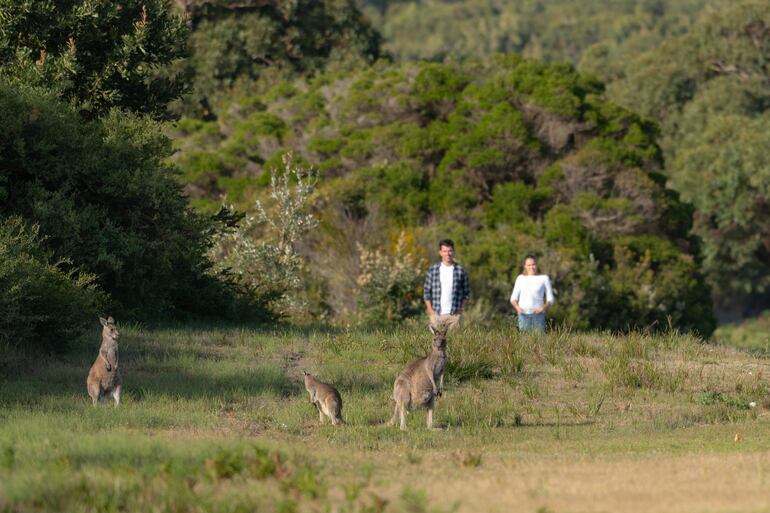 Los canguros observan curiosos a los visitantes del Parque Nacional Promontorio de Wilson.
