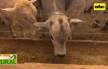 Abc Rural: Preocupa no poder enviar vacas y vaquillas IATF a Europa