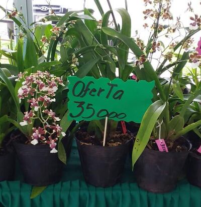 Flores, como una opción para el día de la amistad.