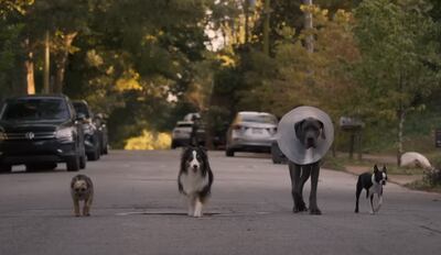 Primera imagen de "Hijos de Perra".