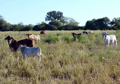 Animales en un piquete ya con poco pasto, por la sequía.