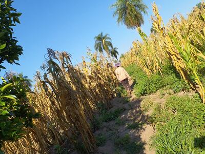 Una mujer agricultora ingresa con mucha pena en medio de su maizal que se echó a perder por culpa de la sequía.