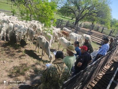 La comitiva fiscal policial y el dueño de los animales robados, verifican los vacunos encontrados en una estancia abandonada, pero no hubo personas aprehendidas.