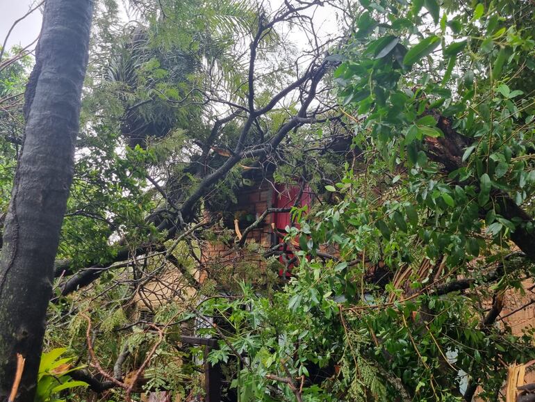 Especies arbóreas cayeron sobre varias propiedades en el municipio de Lambaré.