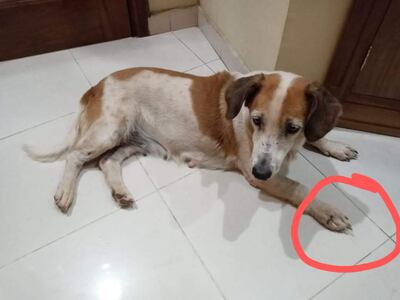 Conny, mascota perdida