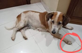 Conny, mascota perdida