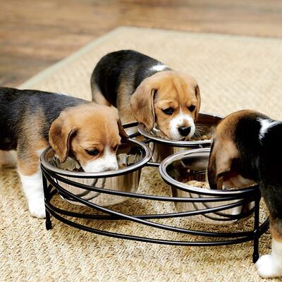 Siempre es bueno observar las expresiones de nuestras mascotas y medir la cantidad de ingesta de balanceados, alimentos y agua.