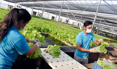 Con el sistema “floating” se logra adelantar los días de cosecha en la lechuga.