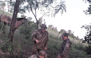 El torito encontrado a unos 5 kilómetros ubicado del campo comunal de donde desapareció