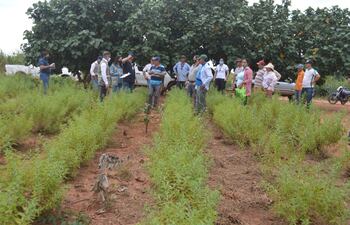 Los productores perdieron mercado debido a la contaminación de sus chacras.