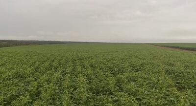 Cultivos de sojas también fueron beneficiados con las lluvias.