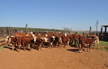El precio del ganado de exportación repuntó un 15%