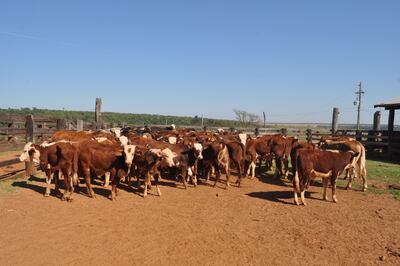 El precio del ganado de exportación repuntó un 15%