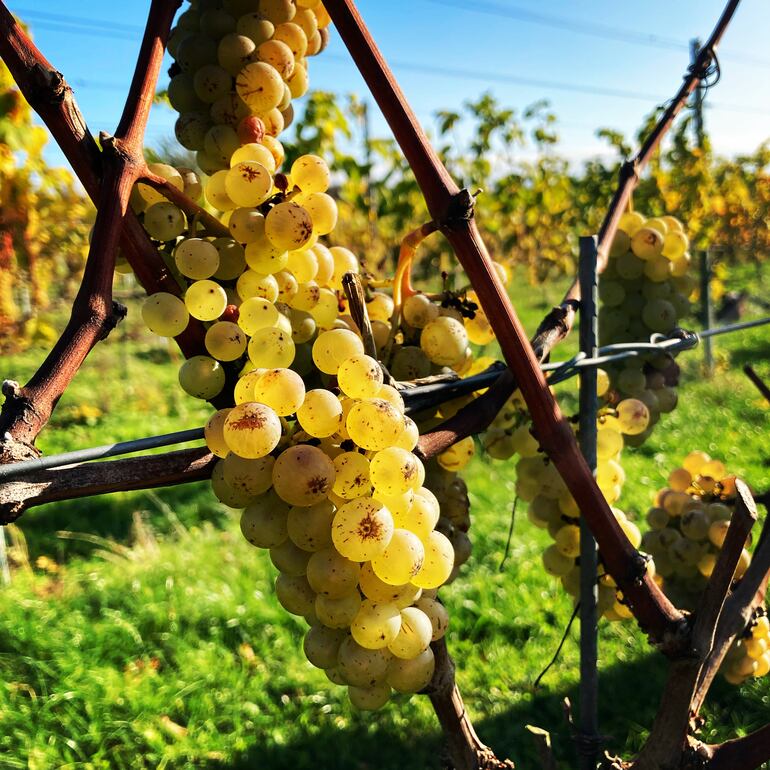 Las uvas de Stub Wines maduran bien, a pesar del fresco clima marítimo danés.