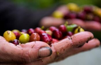 Aunque desde 2018 los caficultores de Colombia, tercer productor mundial del grano después de Brasil y Vietnam, afrontan una crisis por los bajos precios.