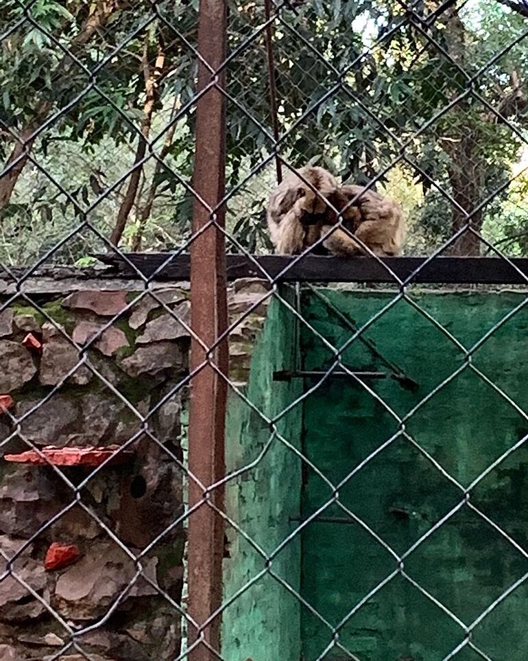 Es muy común que los monos salgan de sus jaulas, ya que sus habitats no cuentan con la debida atención.