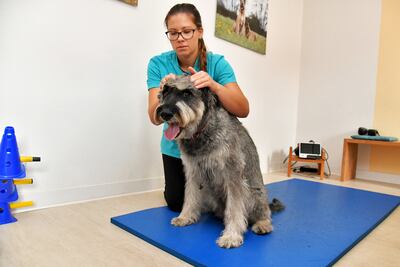 La fisioterapeuta de animales Katrina Hannemann revisa un perro para detectar sus puntos de dolor.