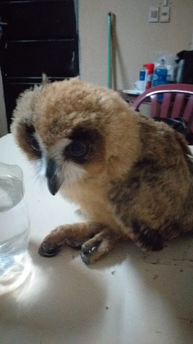 Los nativos cortaron las alas del búho bebé. Ahora ya se encuentra en el Zoológico de Asunción.