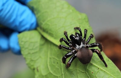 Arañas negras y amarillas de gran tamaño procedentes de Asia se propagan por la costa este de Estados Unidos. (Foto ilustrativa)