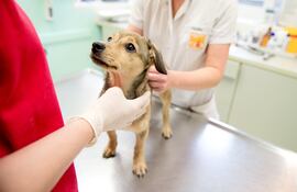 La gran importancia de desparasitar a nuestras mascotas no solamente radica en preservar la buena salud de los peludos.
