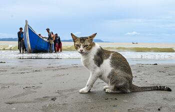 Un tribunal de Costa Rica condenó este lunes a dos años de prisión a un hombre responsable de matar a un gato llamado Ochi, que era su mascota, tras lanzarlo desde el sexto piso de un edificio en 2019, en un hecho grabado en video.