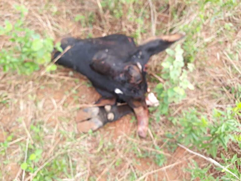 Los cuatreros dejaron las víceras y restos de cueros ,cabeza y pasatas de los vacunos