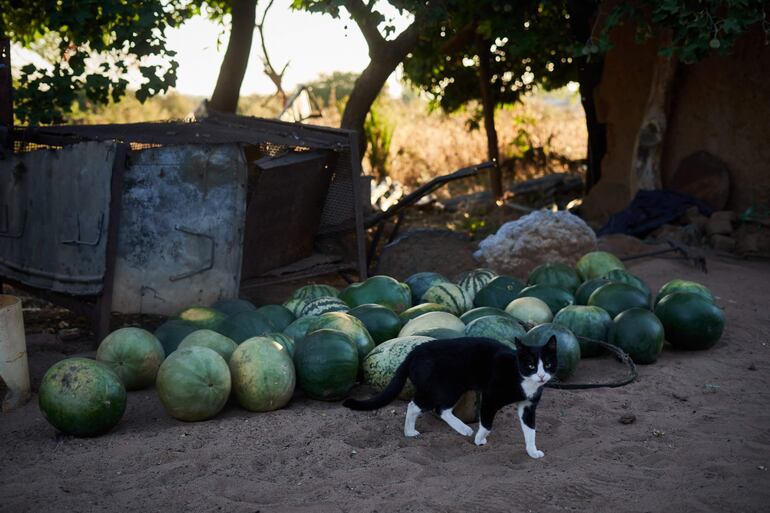Un gato doméstico camina junto a una montaña de sandías. 
