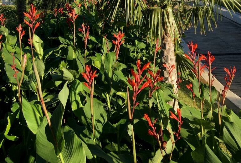  Mbery pytã, achira colorada (Canna indica): familia de las canáceas (Cannaceae).