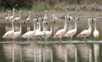 Flamencos que visitan el Chaco paraguayo en el invierno.