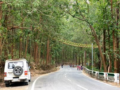 Un puente de yute, bambú y hierba permite el paso seguro de reptiles y pequeños animales como monos y puercoespines por encima de una carretera muy transitada en el estado de Uttarakhand, en norte de la India. Estos animales son frecuentemente aplastados por los vehículos.