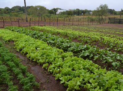 Plantación de hortalizas en San Juan Bautista. La lluvia beneficia a los productores del rubro.