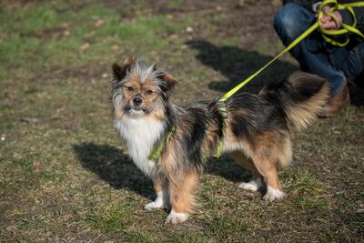 Uschi, un perro adoptado durante una caminata con sus nuevos dueños, en el parque Hasenheide en Berlín.